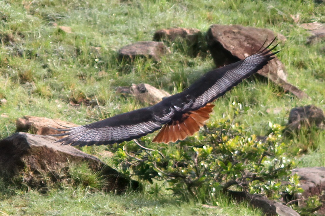 Augur Buzzard (Augur) - Dave Curtis