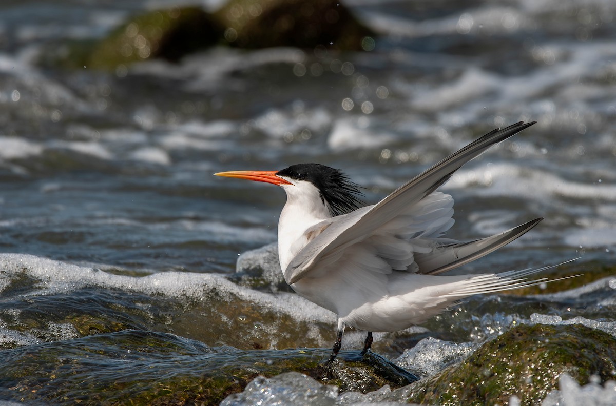 Elegant Tern - Henry Witsken