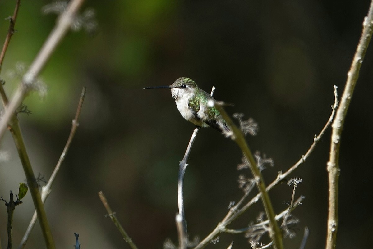 Ruby-throated Hummingbird - ML614555715
