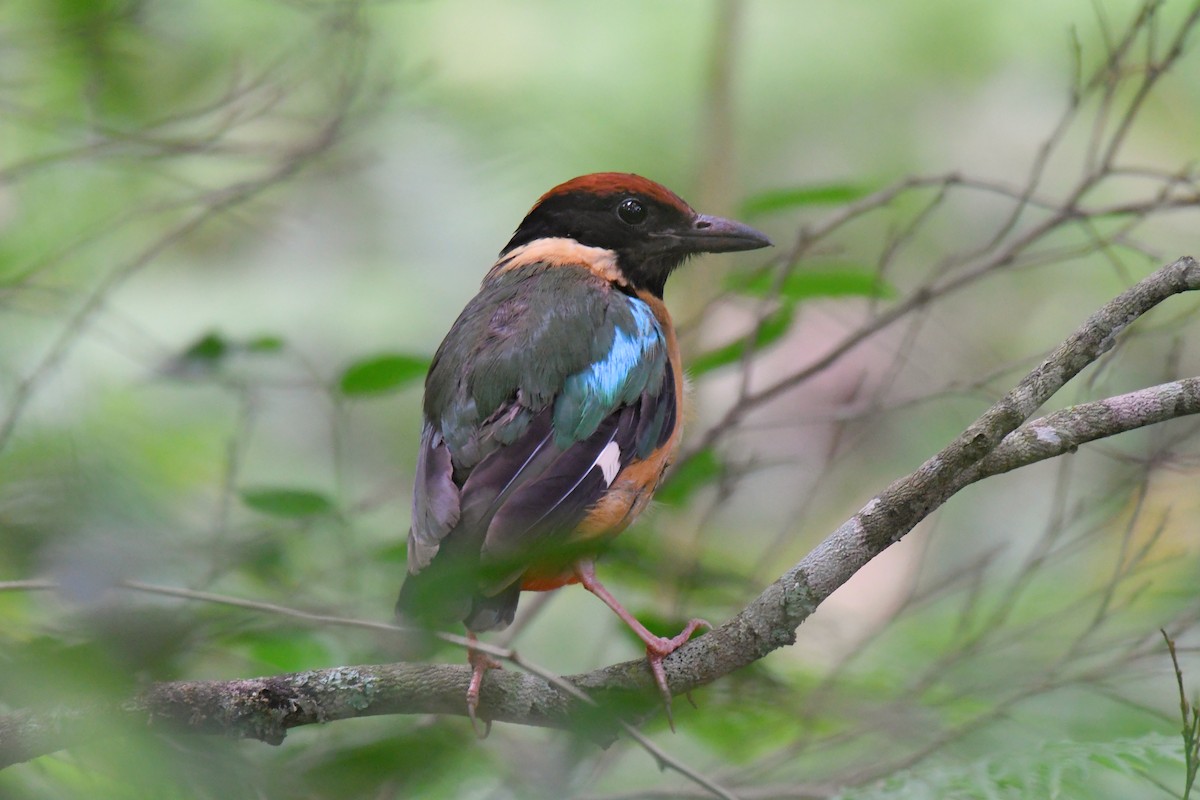 ノドグロヤイロチョウ - ML614555716