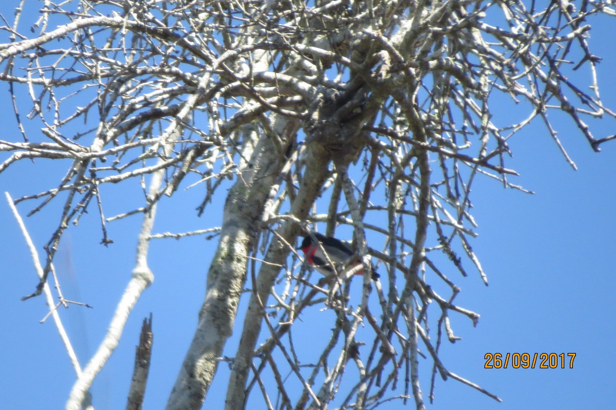 Mistletoebird - ML614555718