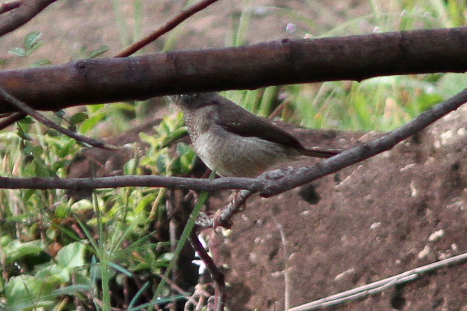 Miombo Wren-Warbler - ML614555720