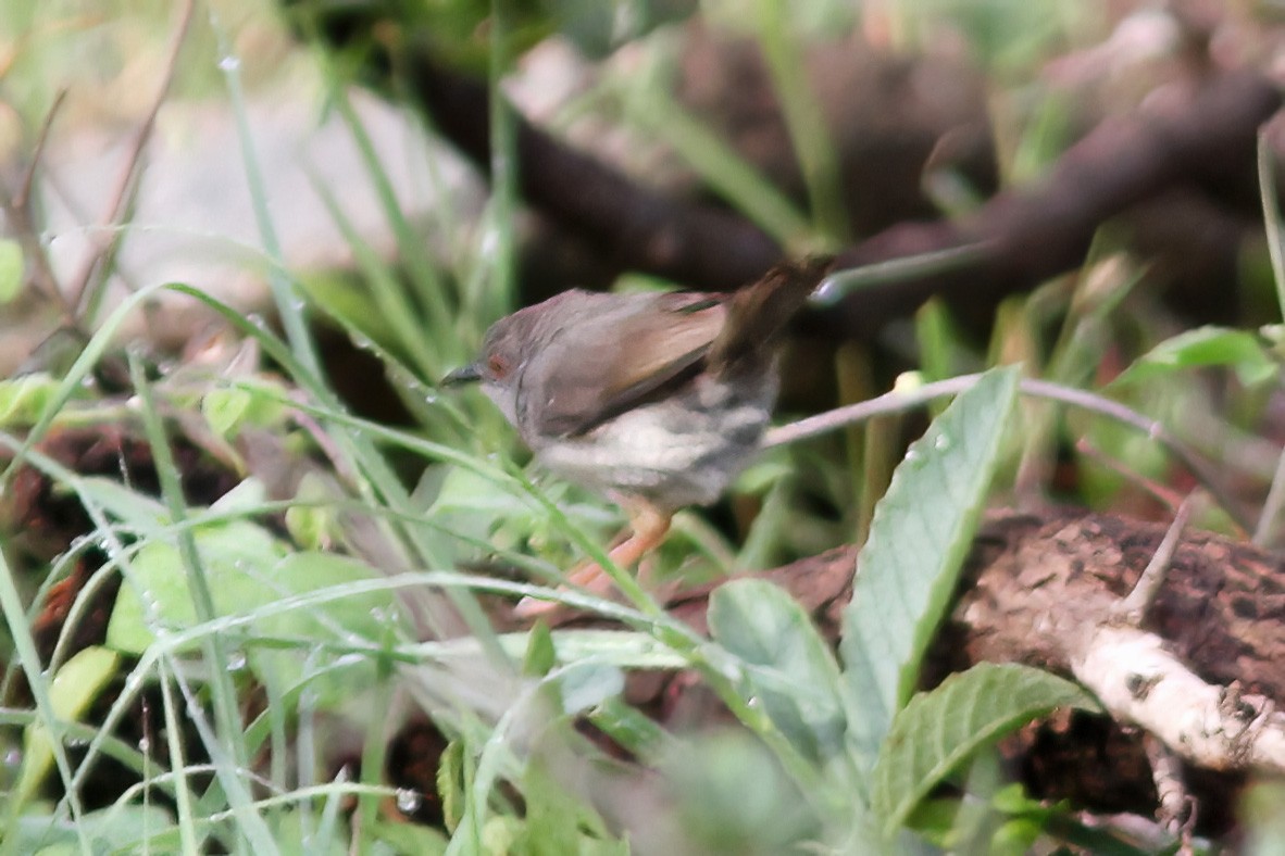 Miombo Wren-Warbler - ML614555722