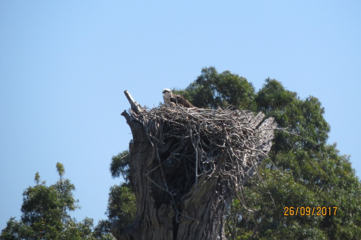 Osprey - ML614555731