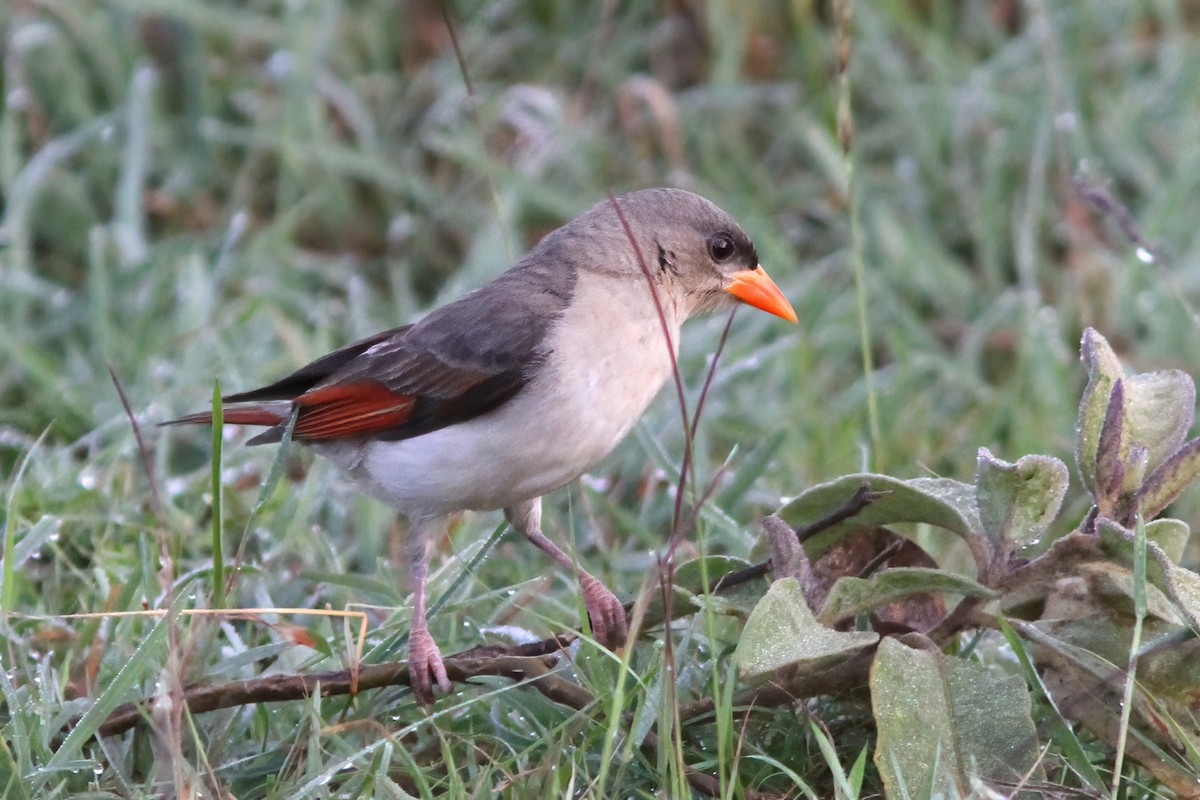 Red-headed Weaver - Dave Curtis