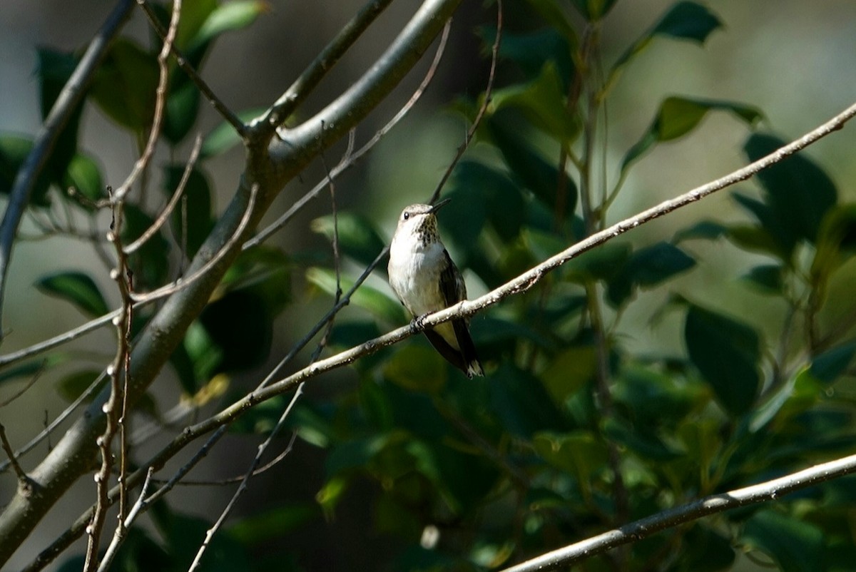 Ruby-throated Hummingbird - ML614555743
