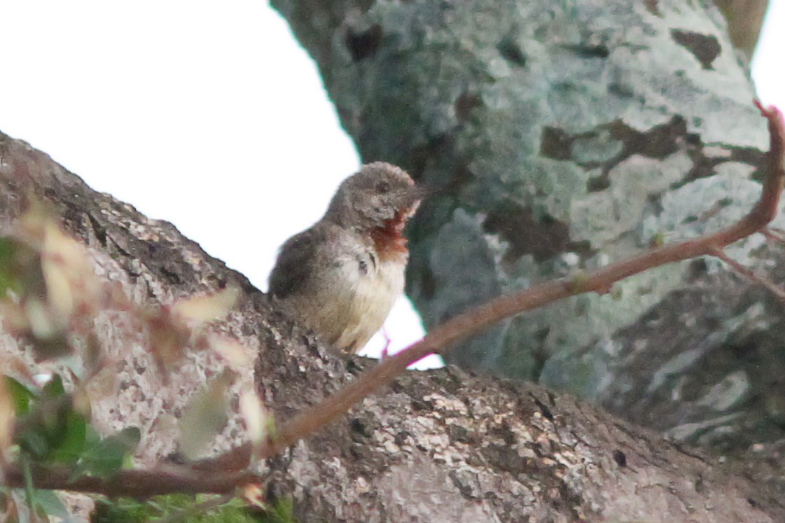 Rufous-necked Wryneck - Dave Curtis