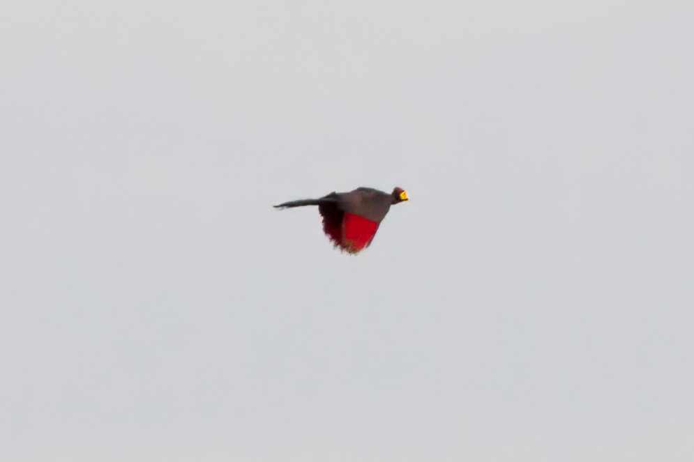 Ross's Turaco - Dave Curtis