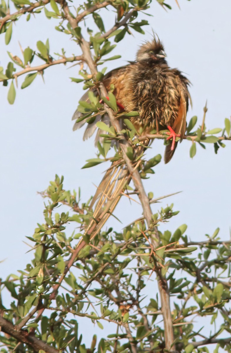 Braunflügel-Mausvogel - ML614555753