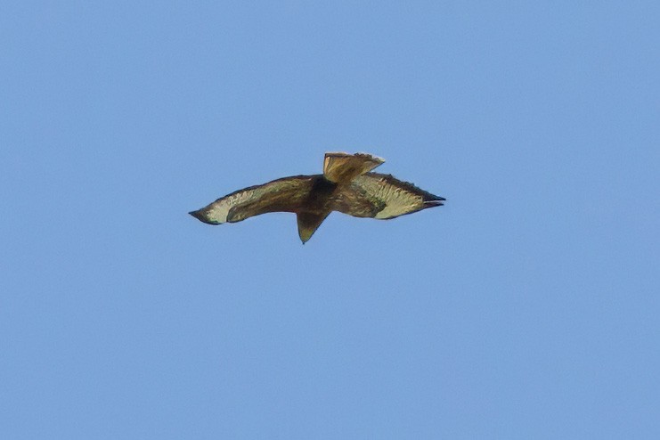 Common Buzzard (Steppe) - ML614555755