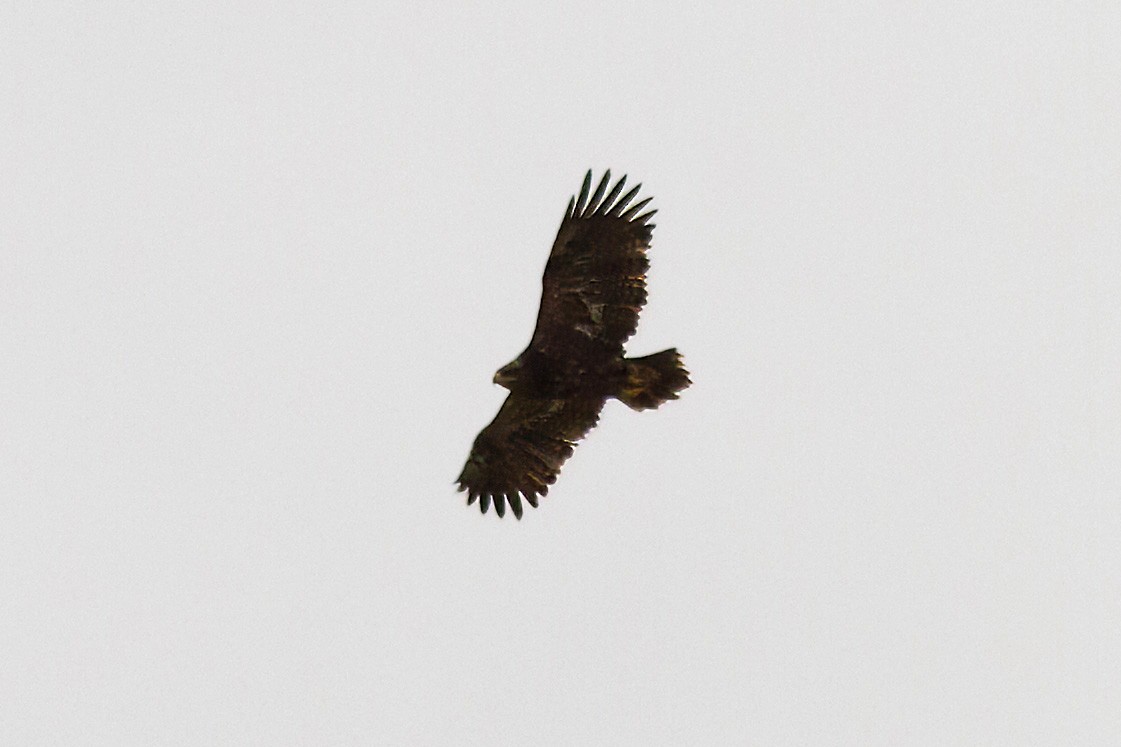 Steppe Eagle - Dave Curtis