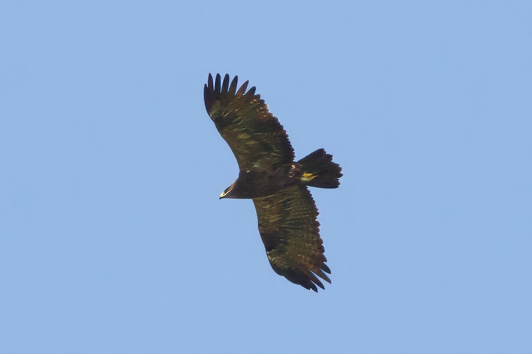 Steppe Eagle - Dave Curtis