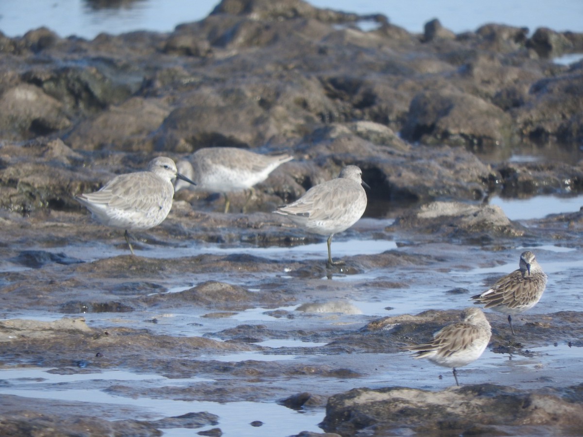 Red Knot - Agustín Álvarez