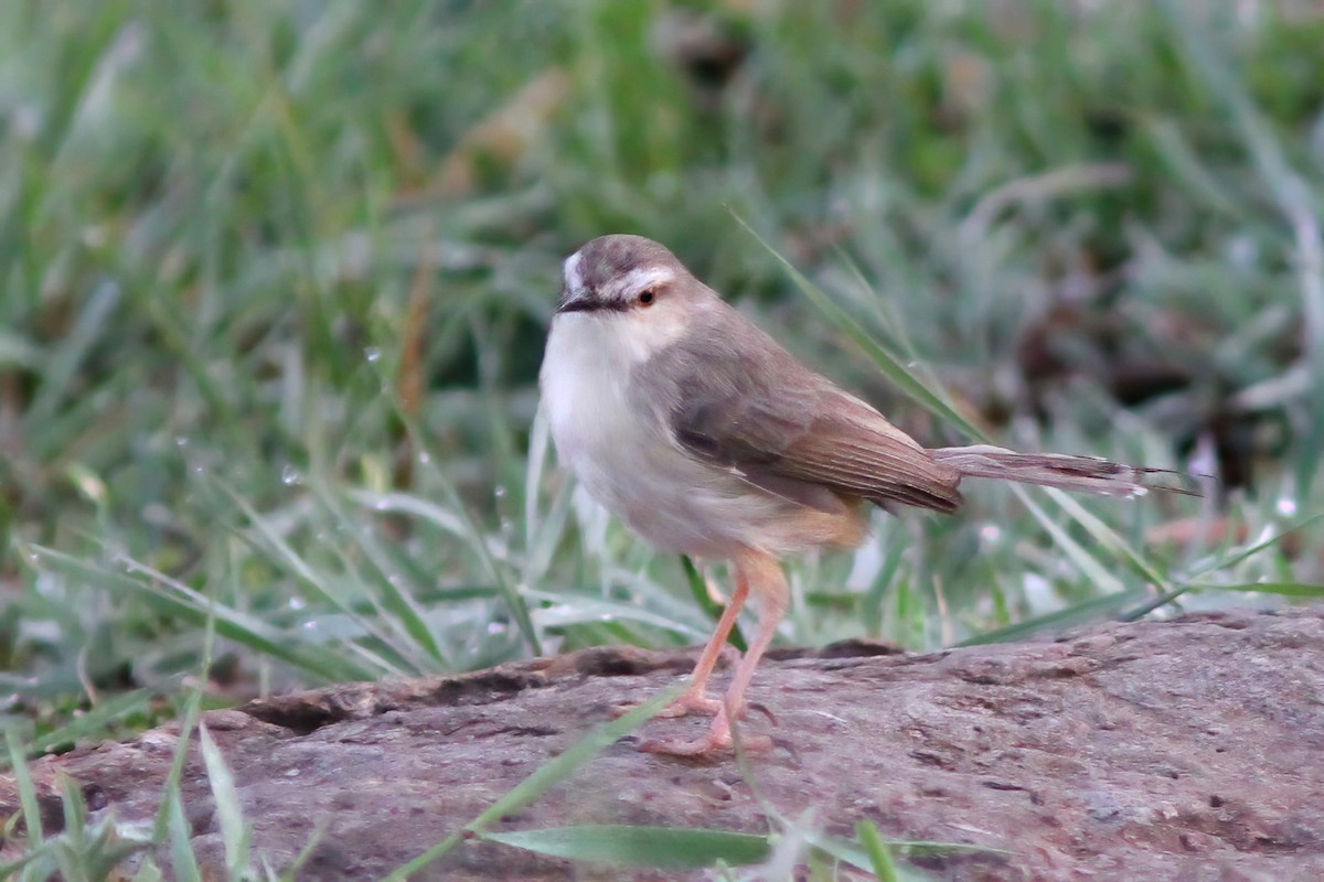 Tawny-flanked Prinia - Dave Curtis