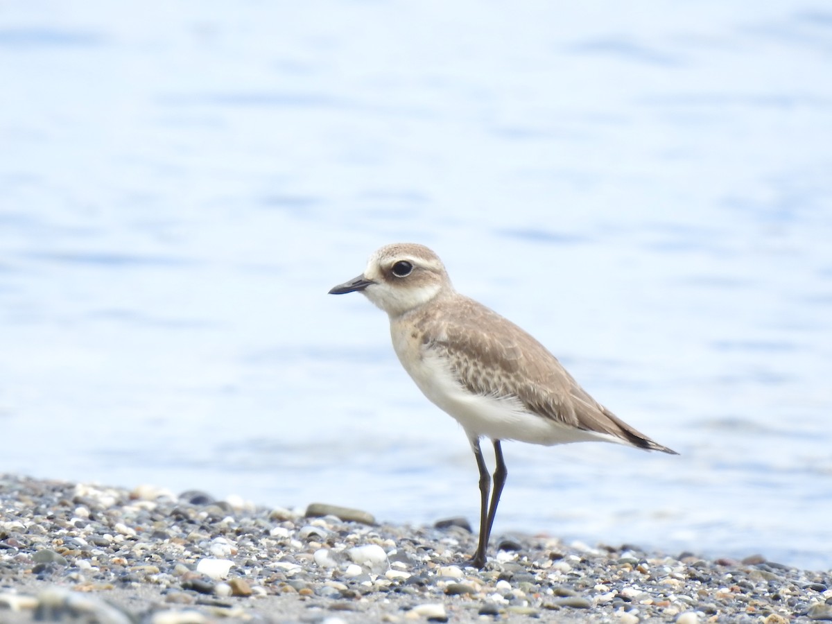 Tibetan Sand-Plover - ML614555785
