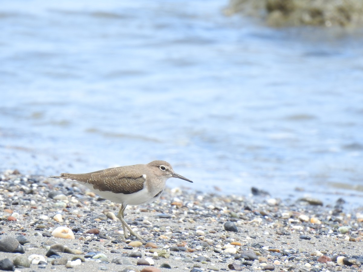 Common Sandpiper - ML614555786