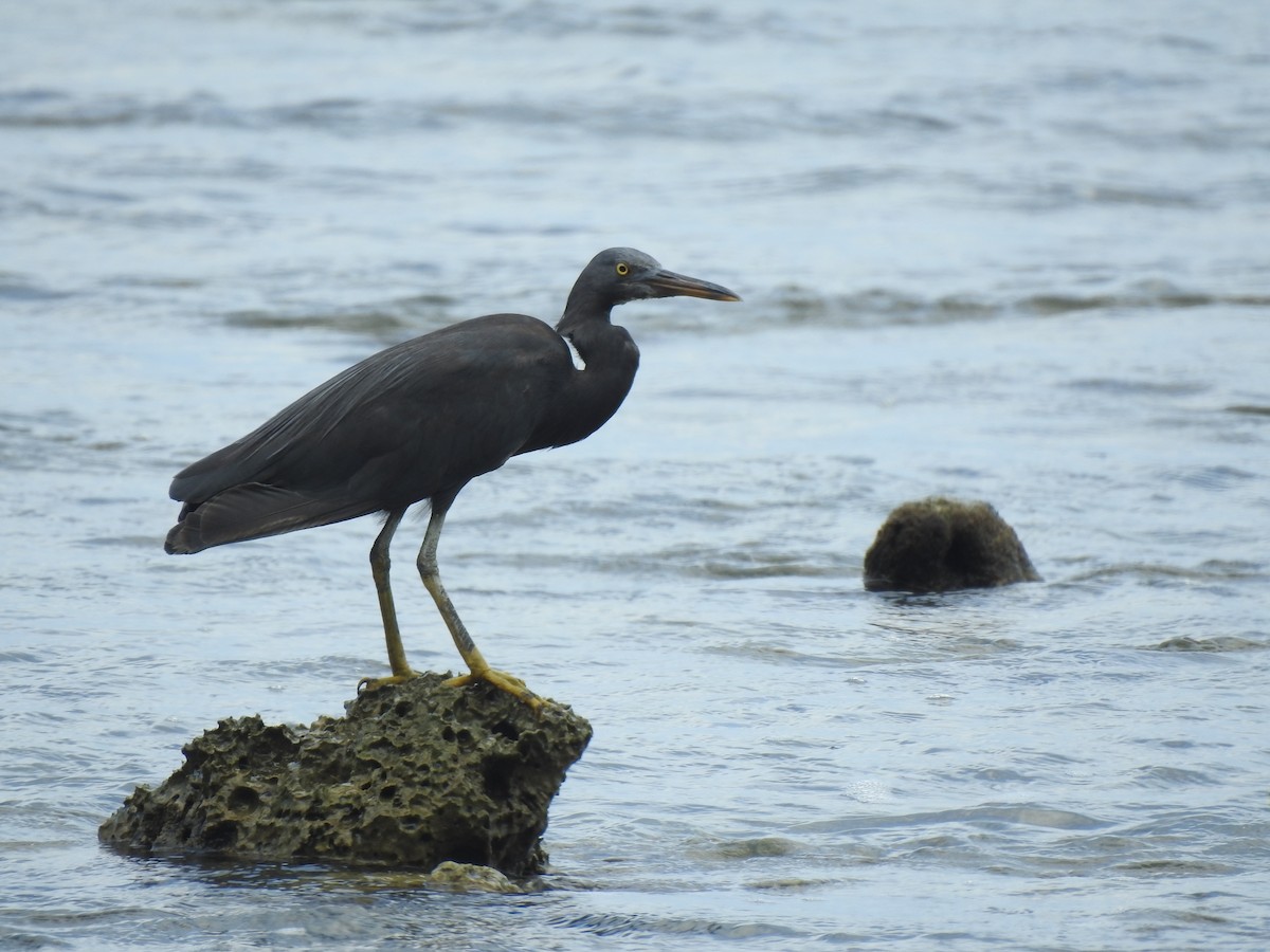 Pacific Reef-Heron - ML614555787