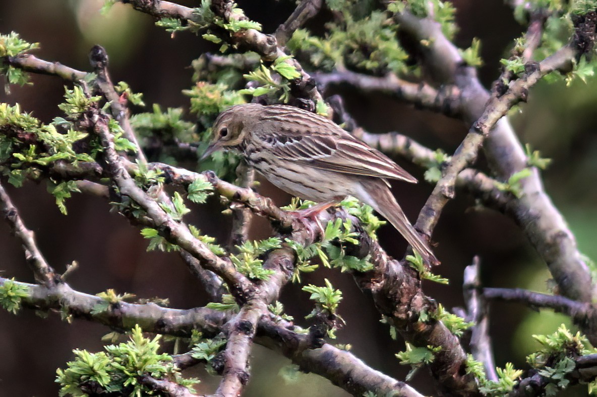 Tree Pipit - Dave Curtis