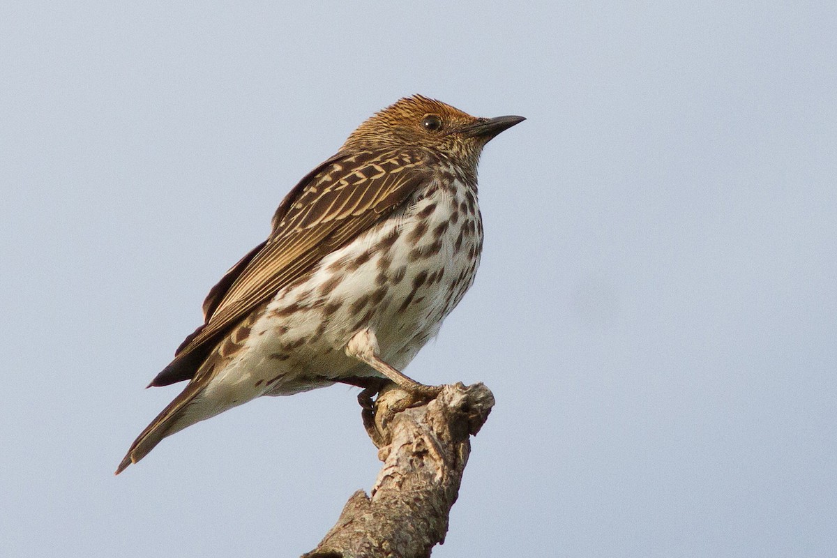 Violet-backed Starling - ML614555798