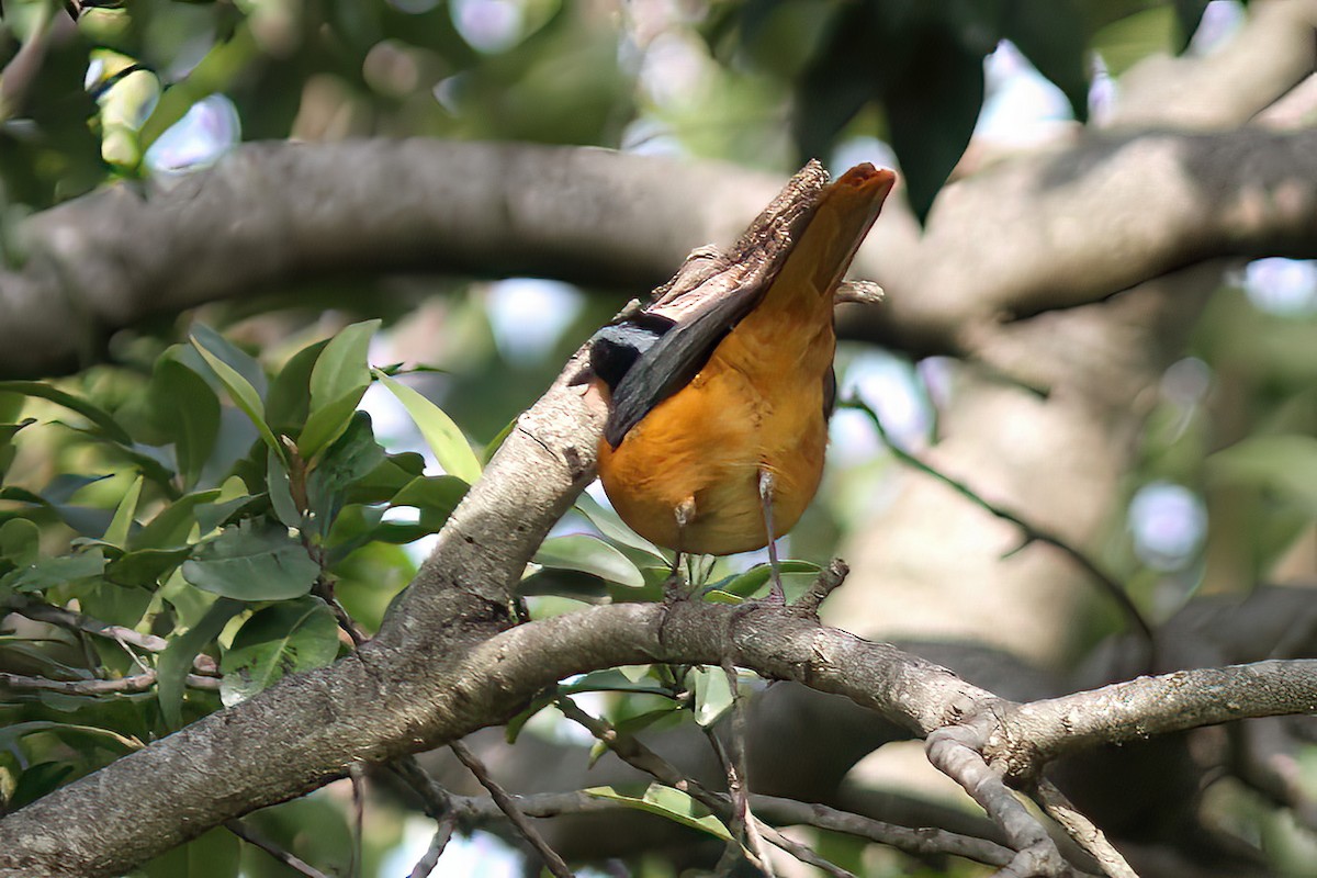 White-browed Robin-Chat - Dave Curtis