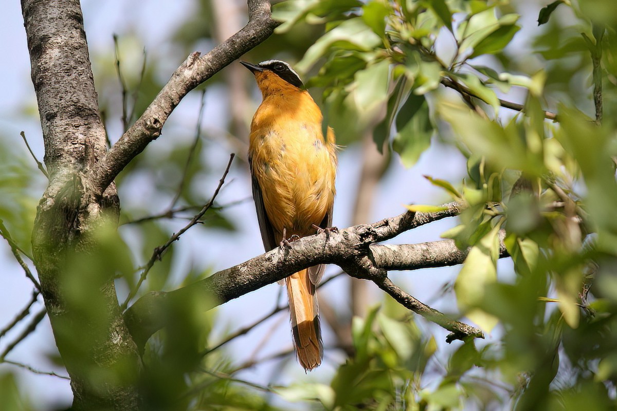 White-browed Robin-Chat - Dave Curtis