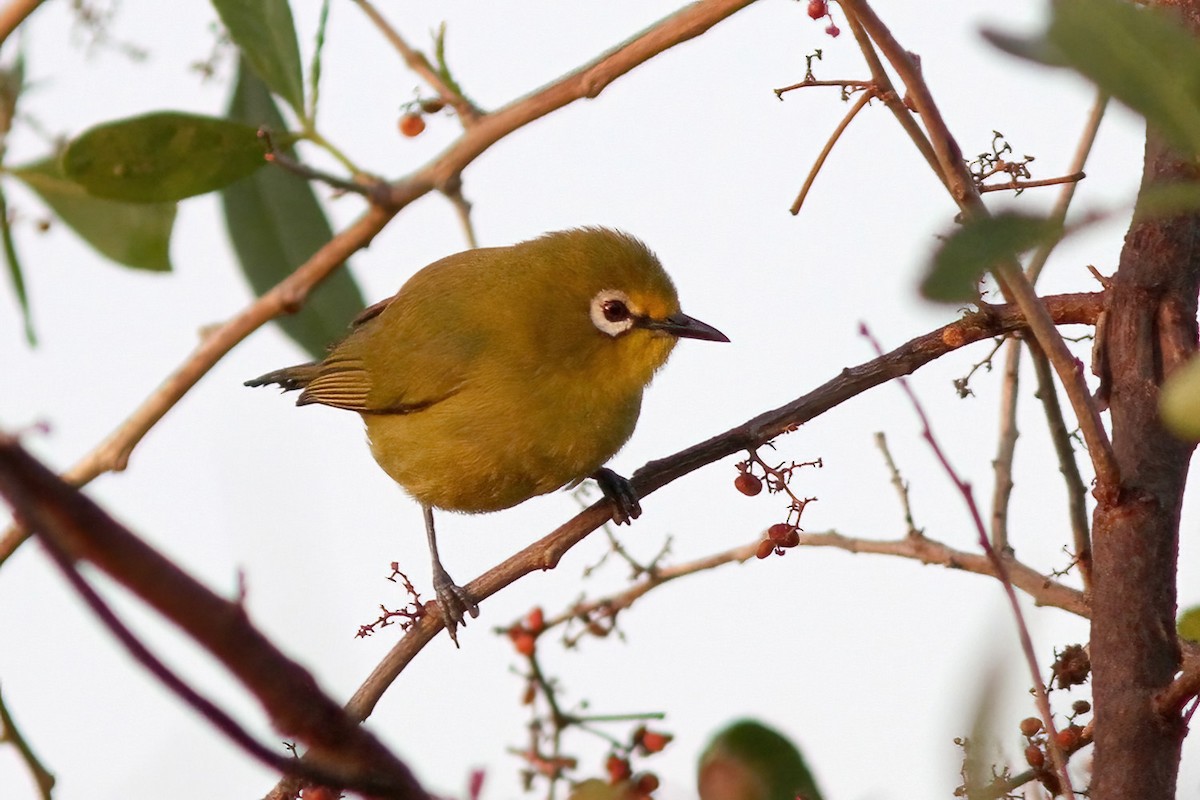 Northern Yellow White-eye - Dave Curtis