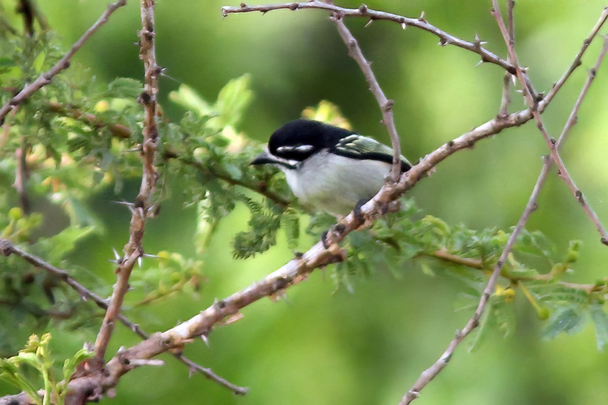 Küçük Maskeli Cüce Barbet [bilineatus grubu] - ML614555812