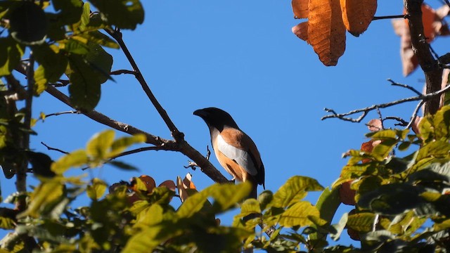 Rufous Treepie - ML614555819