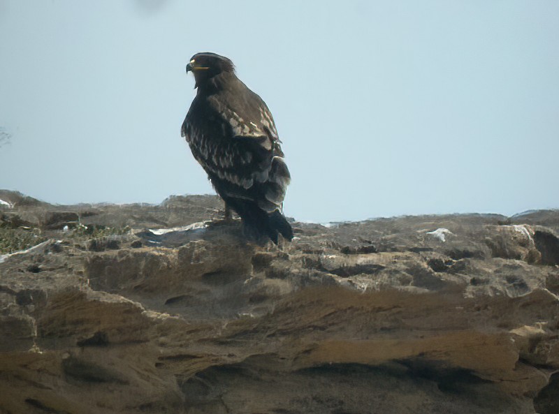 Greater Spotted Eagle - ML614555861