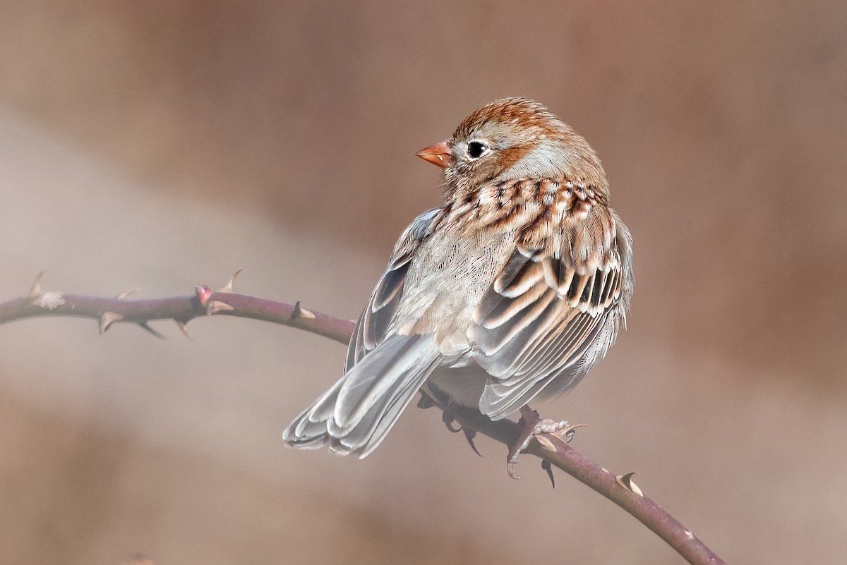 Field Sparrow - Kayann Cassidy