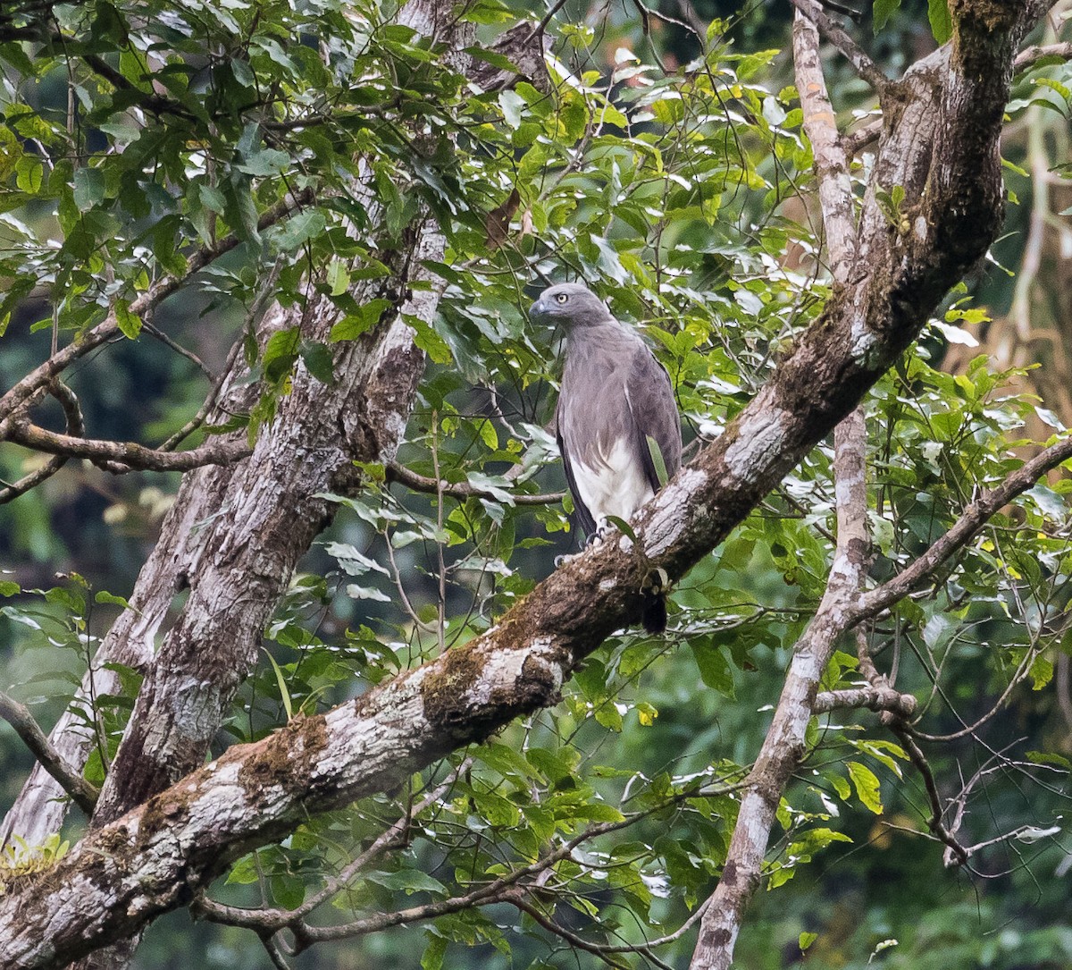 Lesser Fish-Eagle - ML614555967