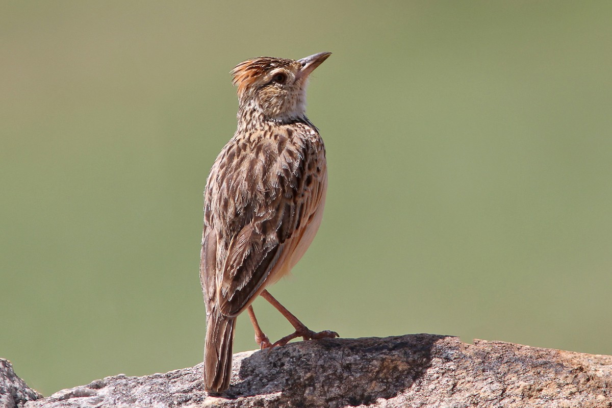 Rufous-naped Lark - Dave Curtis