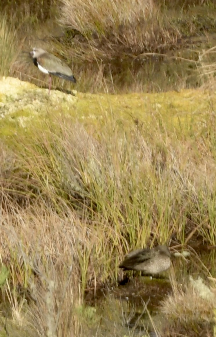 Andean Teal (Andean) - ML614556084