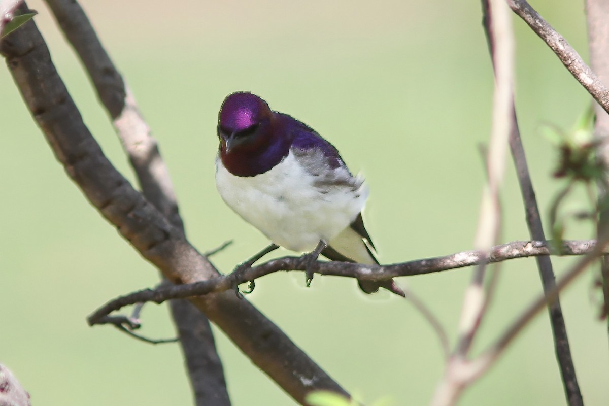 Violet-backed Starling - ML614556097