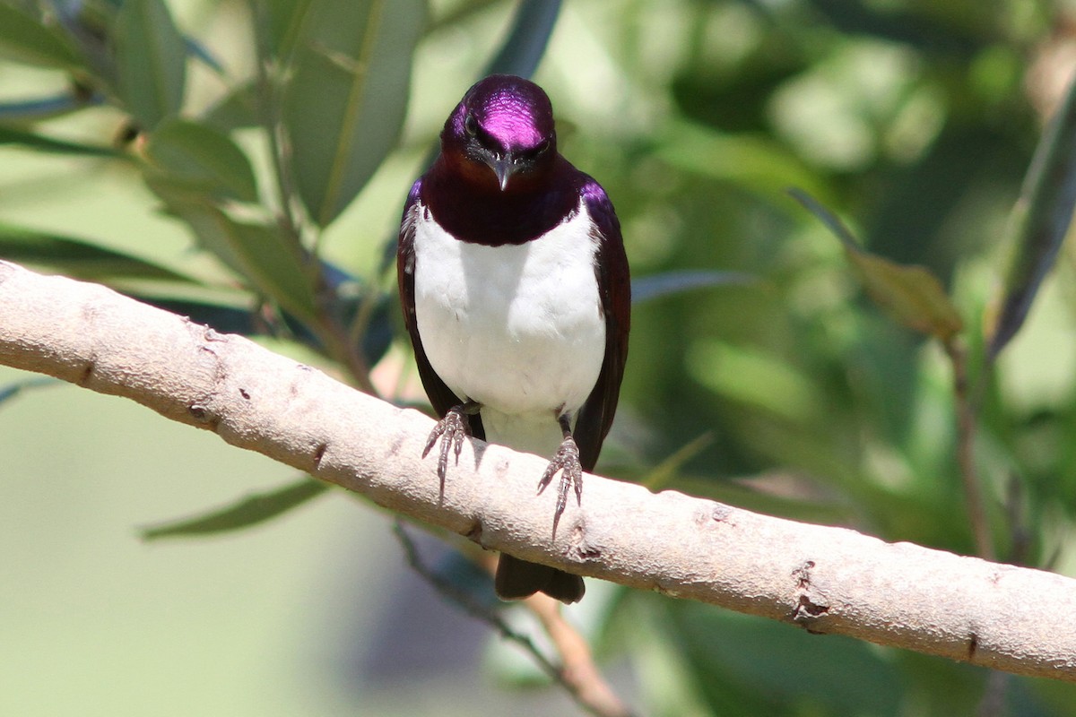 Violet-backed Starling - ML614556100