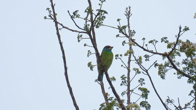 Mavi Boğazlı Barbet - ML614556108