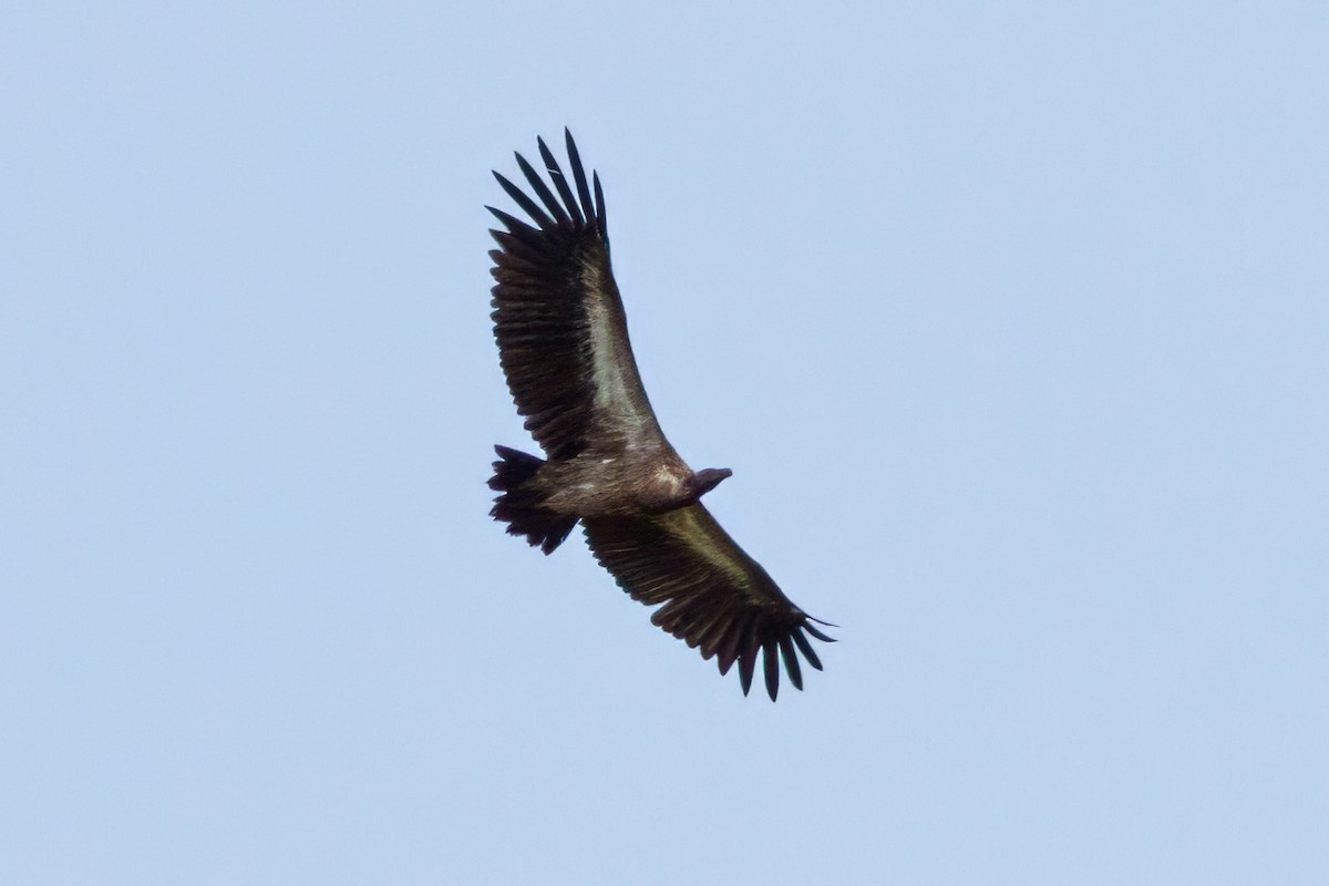 White-backed Vulture - ML614556109