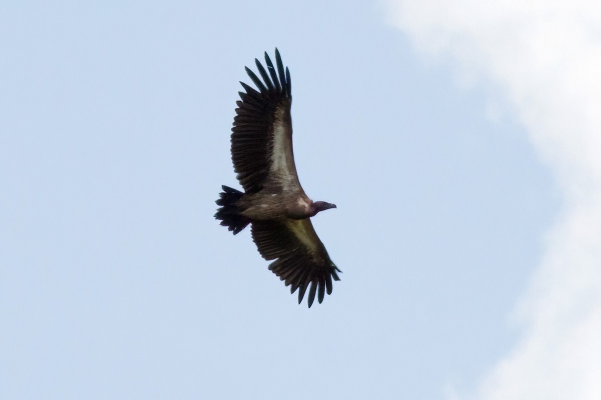 White-backed Vulture - ML614556110