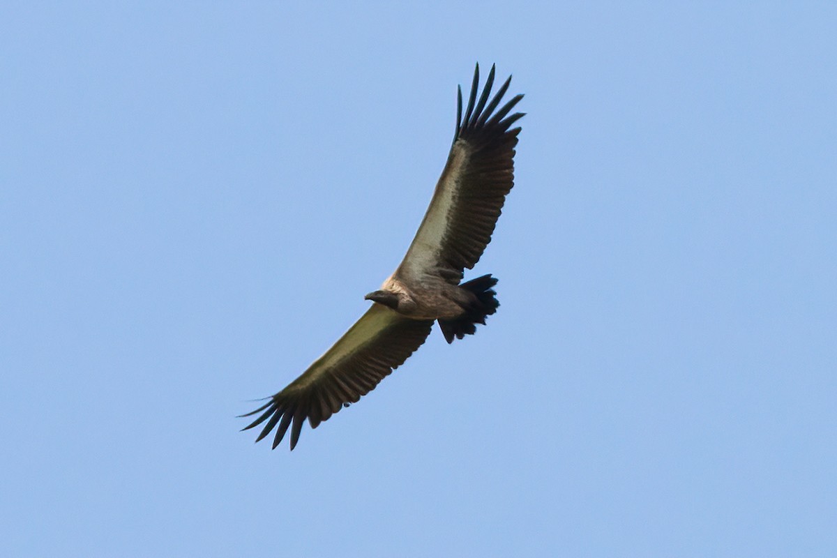 White-backed Vulture - ML614556111