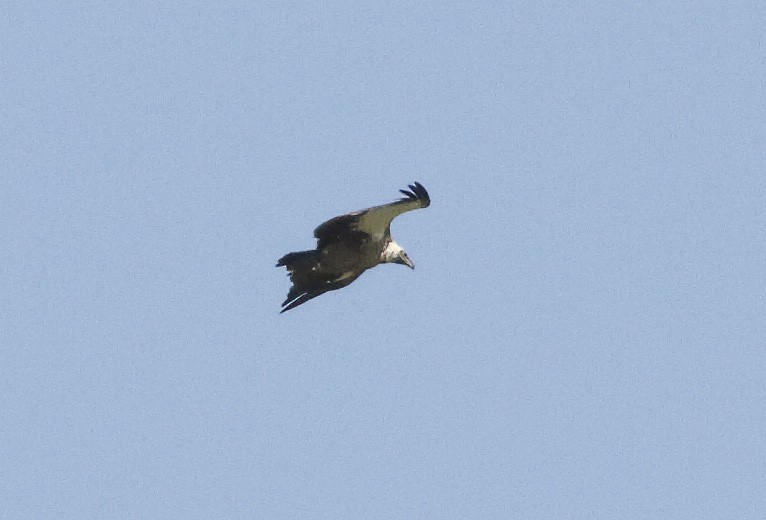 White-backed Vulture - ML614556112
