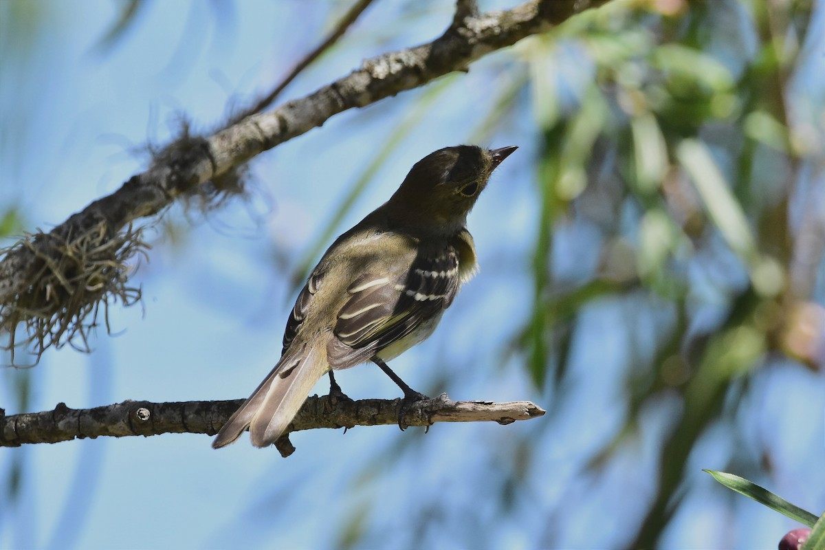 Small-billed Elaenia - ML614556130