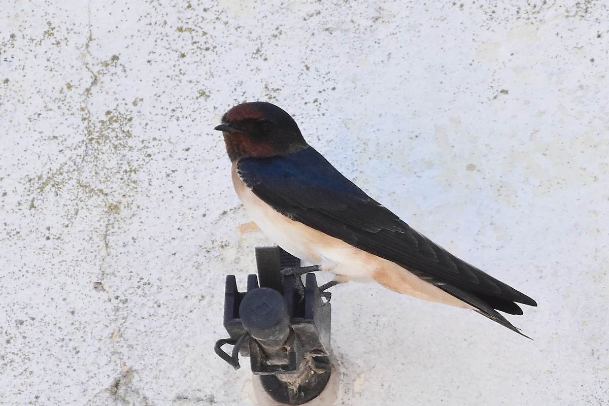 Barn Swallow - ML614556146