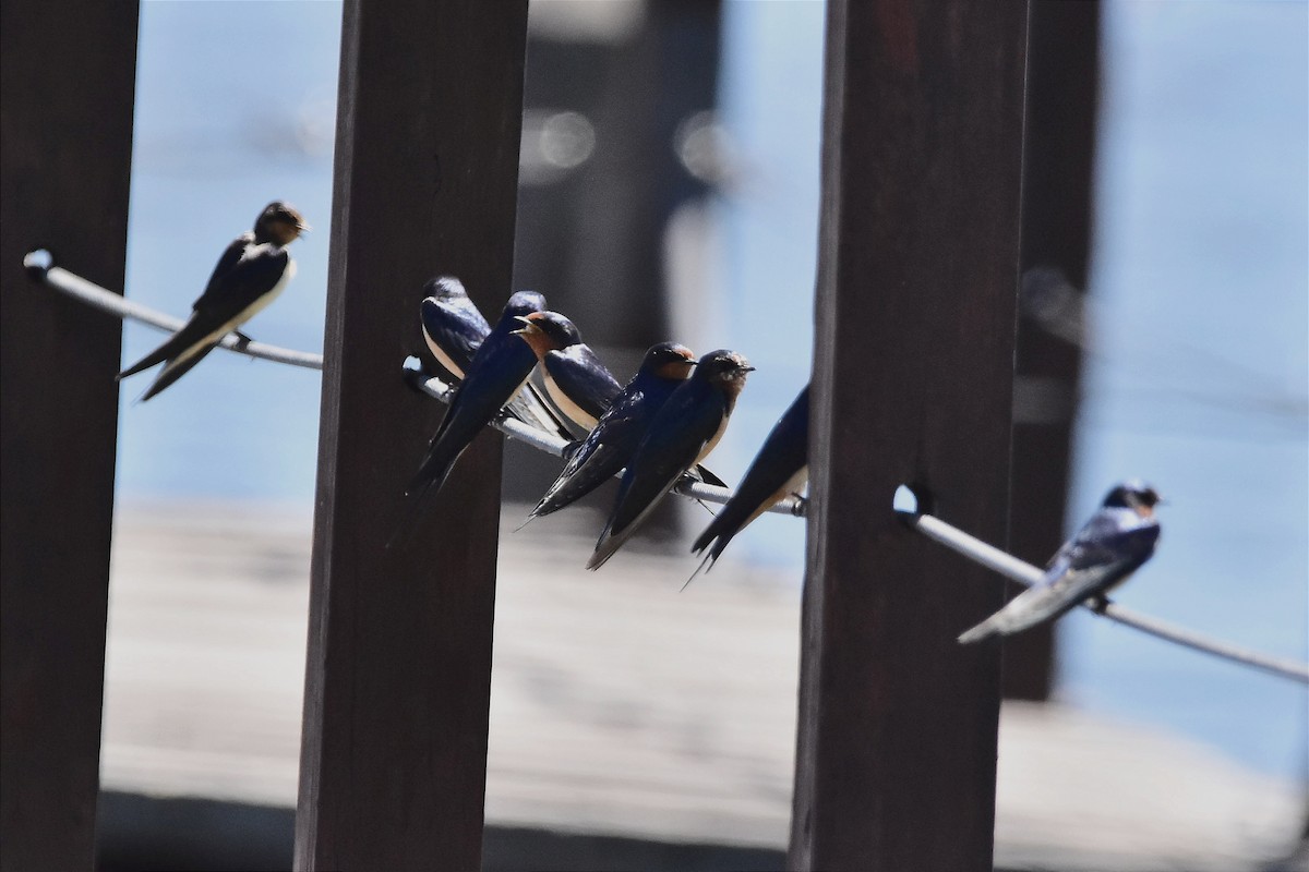 Barn Swallow - ML614556147