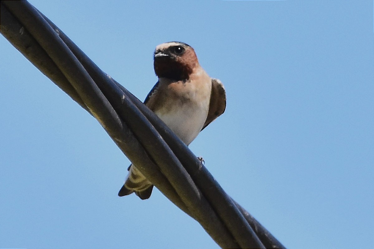 Cliff Swallow - ML614556151