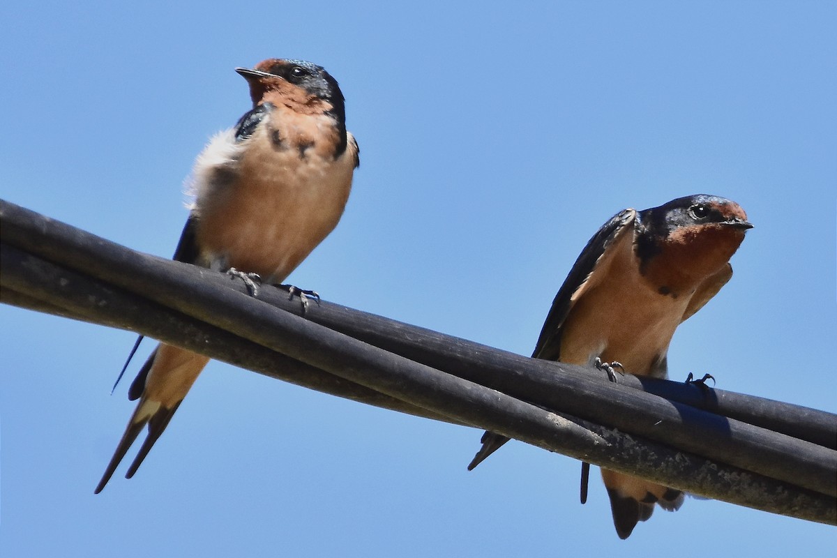 Barn Swallow - Juan Bardier