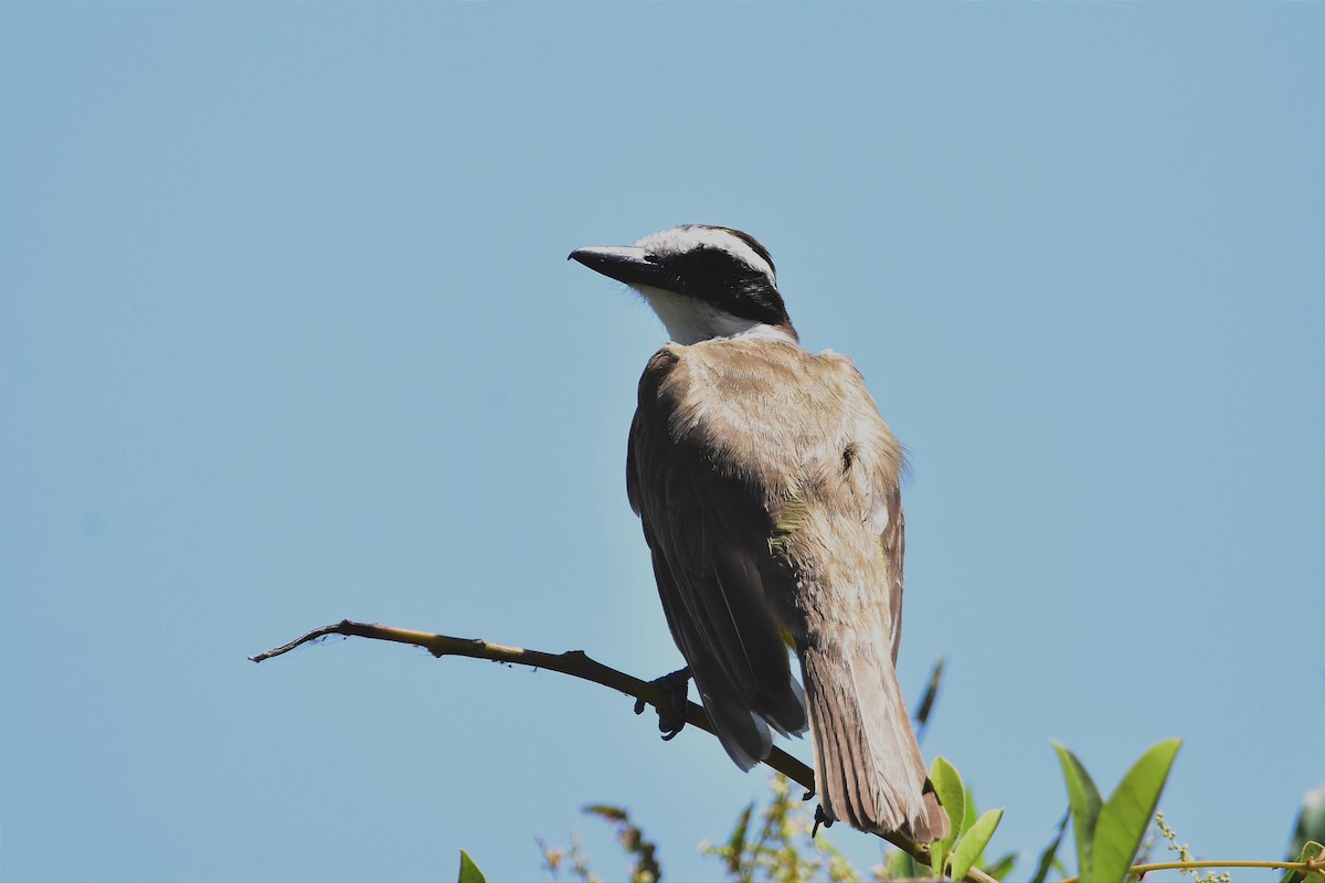 Great Kiskadee - ML614556185