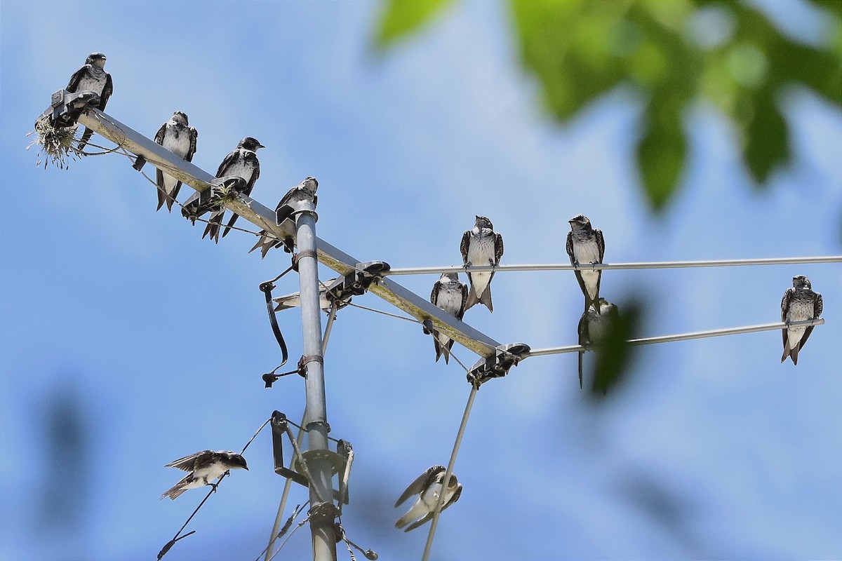 Gray-breasted Martin - ML614556192