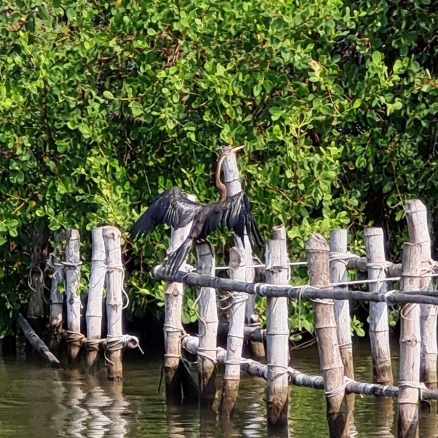 Oriental Darter - ML614556208