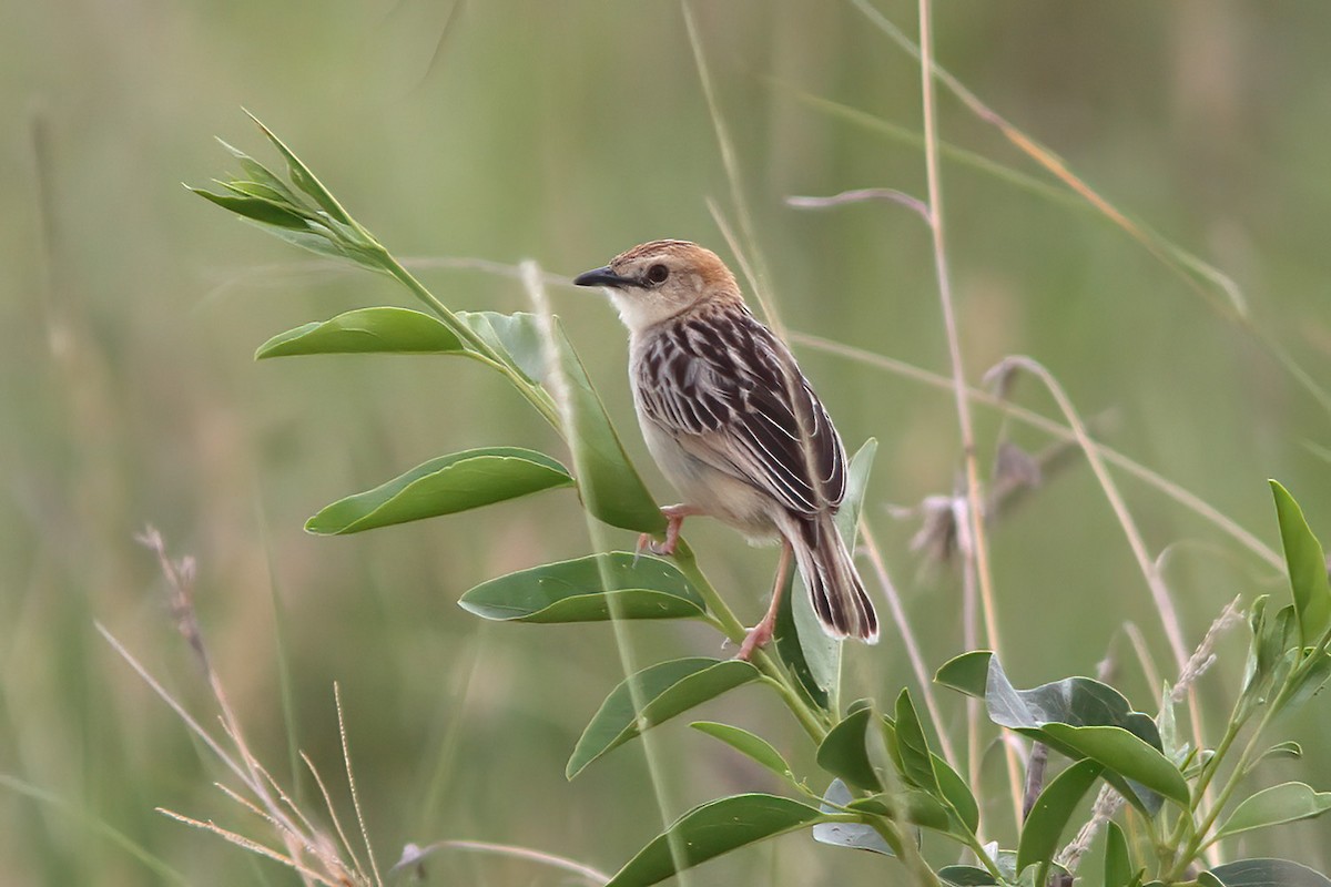 Stout Cisticola - Dave Curtis