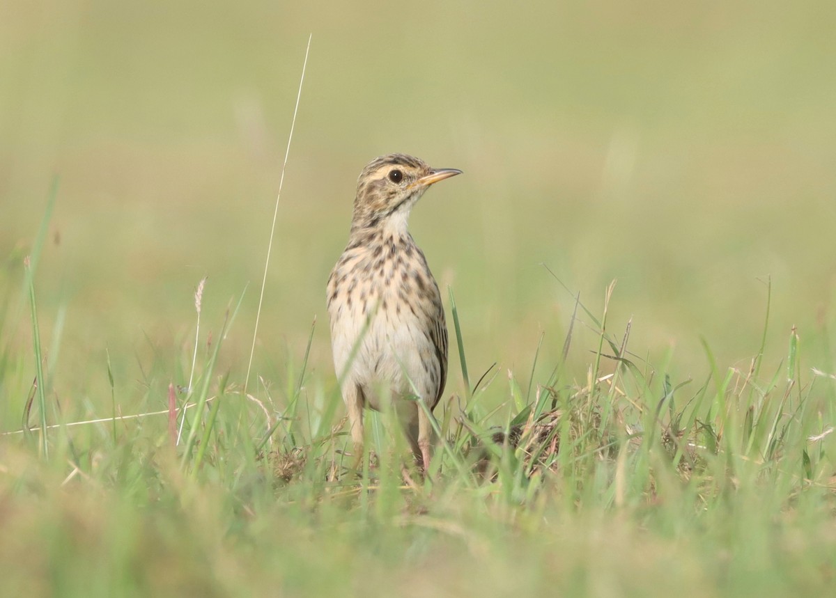 Australian Pipit - ML614556452